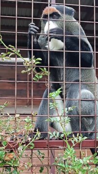  De Brazza's monkey sitting in an enclosure behind bars and eating green leaves in a zoo.Monkey, de brazza's monkey, primate, animal, zoo.