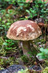 boletus mushroom eaten by insects. colorful macrophotography of a mushroom. the screensaver. the beauty of nature. space for the text.