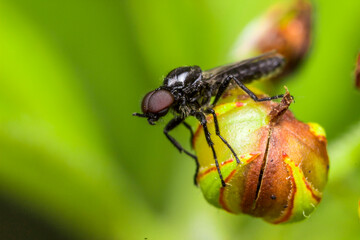 the pachyderms. close-up. on a blurry background. colorful macro photo of an insect. the...