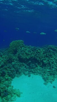 Vertical footage, School of Emperor swimming over beautiful coral reef in the depth on turquoise water background, Slow motion of Spangled Emperor, Lethrinus nebulosus swims in corals garden