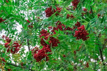 Obraz premium rowan berries on a blurred light background. colorful photo of fruits and berries. natural beauty. close-up. free space. space for text. screensaver. natural vitamins. healthy nutrition. rowan fire.
