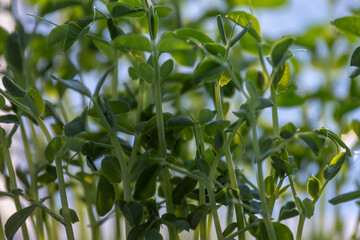 Obraz premium Green peas microgreen food growing on windowsill. Growing shoots of peas. Fresh organic food on your windowsill. Healthy greens concept