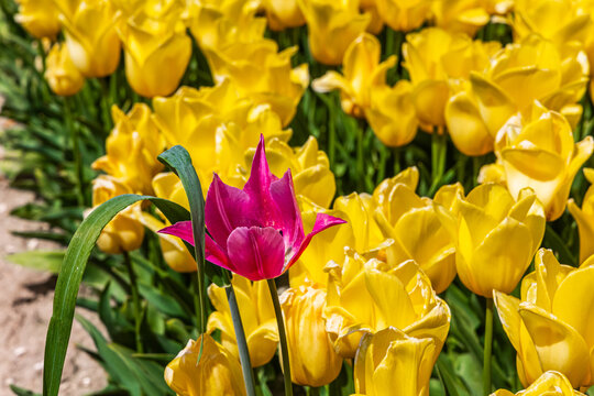 The field of yellow tulips