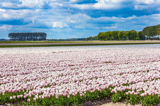 Field of blooming tulips