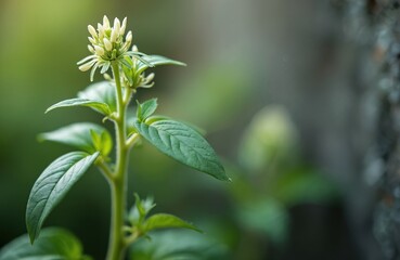 Obraz premium Green basil plant stalk with white flower bud cluster in focus. Leaves and stems show fine hairs. Soft blurry background of green and grey tones creates depth.