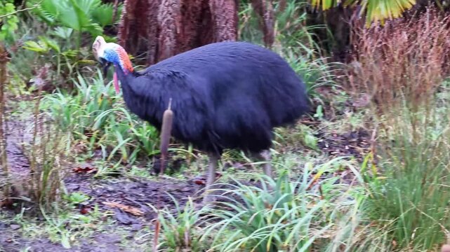 Southern cassowary (Casuarius casuarius)