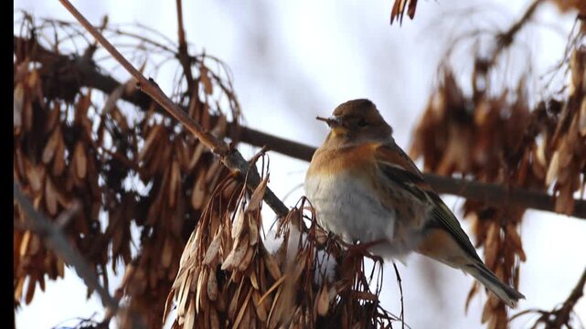 Close-up of an adult female brambling perched on a maple branch, feeding on seeds and snow on a sunny winter day.
