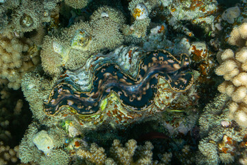 Detail of the mantle of a giant clam, Tridacna, growing on a coral reef 