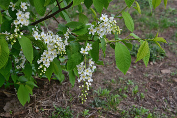 a bird cherry tree with Delicate White Flowers in Bloom © Irina