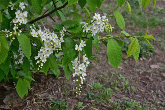 a bird cherry tree with Delicate White Flowers in Bloom