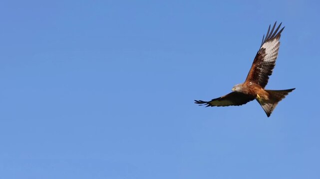 Red Kite (Milvus milvus)