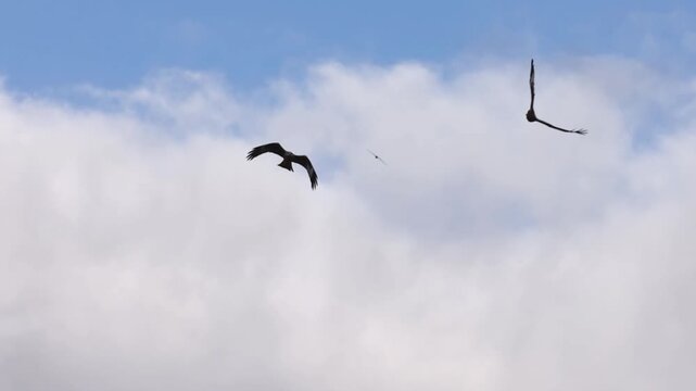 Red Kite (Milvus milvus)