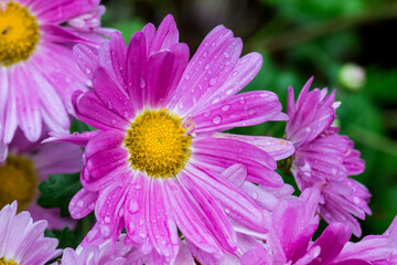 Fototapeta premium Chrysanthemum purple, garden with raindrops or dew. on a blurred background with bokeh. macro flower photo. screensaver. free space. close-up.