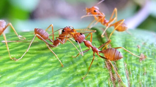 Macro close-up of red weaver ants (Oecophylla smaragdina) interacting on a green leaf, showcasing natural insect behavior and communication in the wild.