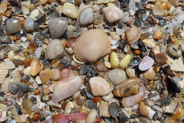 Seashells on the beach in Atlantic coast of North Florida