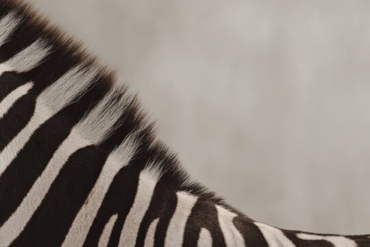 A highly detailed close-up of a zebra&rsquo;s mane displays sharp black and white stripes with visible fur texture under soft lighting against a neutral out-of-focus background