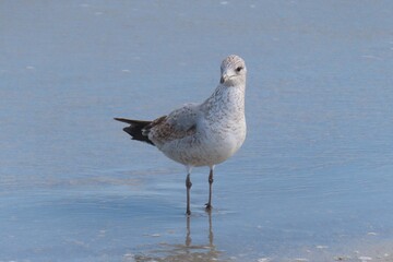 Seagull on the beach in Atlantic coast of North Florida, closeup