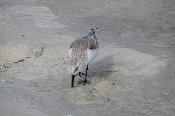 Sanderling bird on Florida shore, closeup