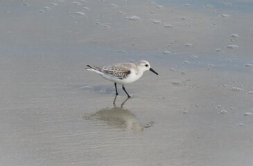 Sanderling bird on Florida beach, closeup