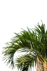 Close-up palm tree isolated on white