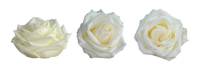 Set of white roses flower on transparent