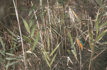 Female Kingfisher (Alcedo Atthis) In Reed