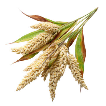 proso millet with panicle of glutinous broomcorn millet [Transparent Background PNG].