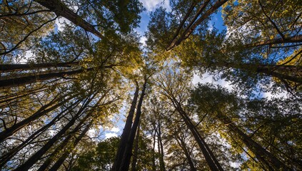 Obraz premium Framing tall deciduous trunks converging toward canopy at forest floor, with sunlit leaves