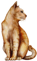 siamese cat isolated on white background