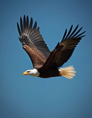 Obraz premium American bald eagle soars gracefully against clear blue sky. Powerful bird with wide wingspan hunts from above. Symbol of freedom and strength.
