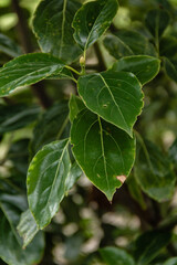 Obraz premium Camphor leafs at garden - Cochabamba, Bolivia