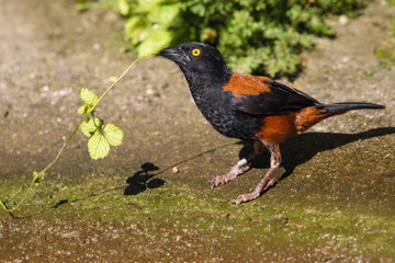 Male chestnut-and-black weaver at a pond