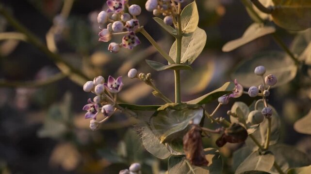 Calotropis Flower Blooming in Natural Light with Soft Bokeh Background

