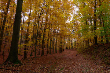 Obraz premium Amazing Carpathian forest in autumn season, Slovakia
