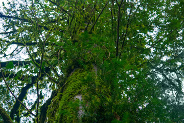 Obraz premium Moss on a tree in the rainforest