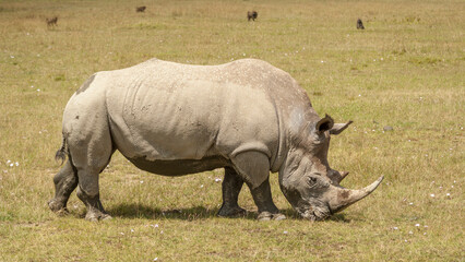 White rhinoceros (Ceratotherium simum), Lake Nakuru National Park, Kenya © A Linscott