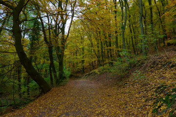 Obraz premium Amazing Carpathian forest in autumn season, Slovakia