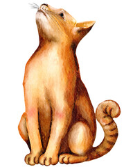 siamese cat isolated on white background