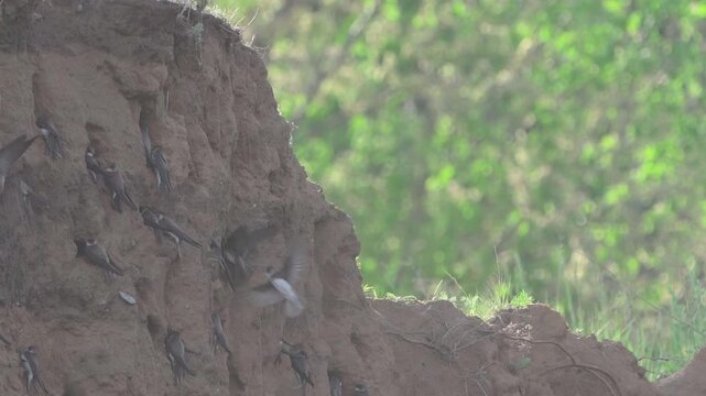 A flock of sand martins (Riparia riparia) nest on a sandy shore on a spring morning. Slow motio