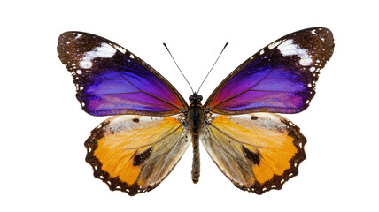 Obraz premium Vibrant butterfly with purple and orange wings isolated on transparent background, delicate beauty, colorful insect