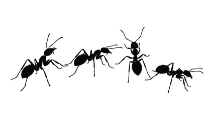 A group of ants walking in a line on a white background Vector