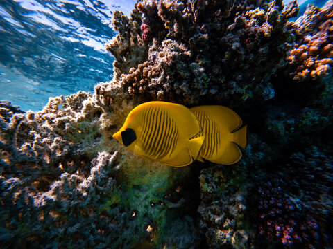 Masked butterflyfish near coral reef