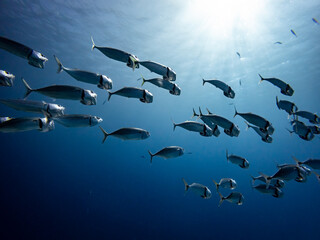 School of Indian mackerel above coral reef