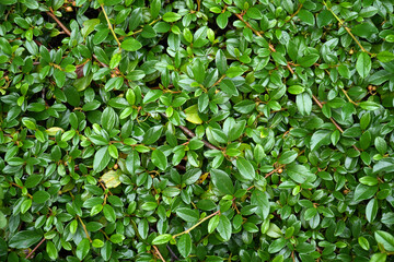 Obraz premium Cotoneaster horizontalis. Lush green foliage with vibrant leaves creates a dense natural carpet, showcasing the beauty of nature and the intricate details of plant life in a serene environment