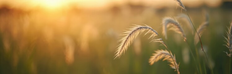 Golden sunset light shines on feathery grass stalks. Soft focus field at dusk, gentle breeze moves tall plants. Natural background for calm, peaceful scenes.