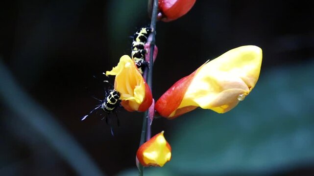 Black and yellow striped caterpillars feeding on exotic Thunbergia mysorensis flowers