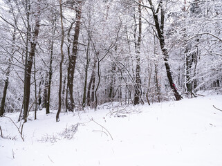 Fototapeta premium Snow-covered forest on a slope in winter showing harsh terrain and cold conditions, suitable for concepts of wildlife survival, difficult hiking, climate, nature background and seasonal design.