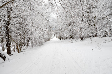 Obraz premium Snow-covered forest path forming a natural tunnel of trees in winter, suitable for travel, outdoor activity, seasonal background and nature concepts.