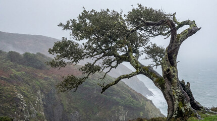 Obraz premium Majestic wind-sculpted tree on a rugged coastal bluff, shrouded in the morning's soft mist