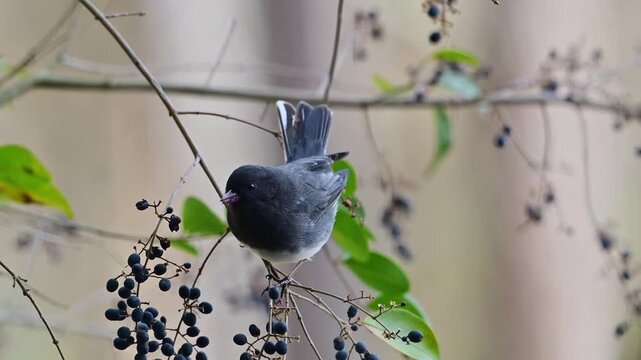 Dark-eyed Junco perched on a branch with berries